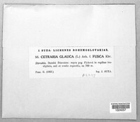 Platismatia glauca image